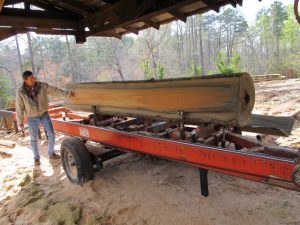 Sinker Cypress Log