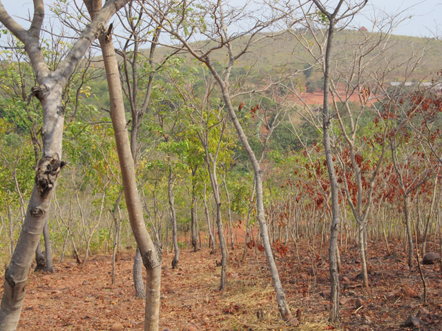 Eco Friendly Forest in Tanzania