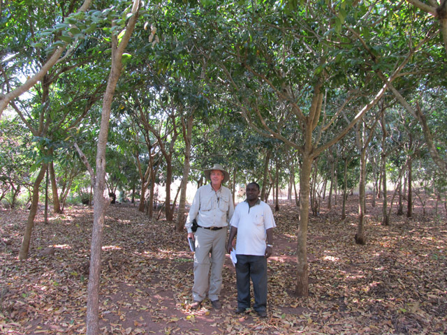 HFF african mahogany planting in Kitwe Tanzania jul 2011- Eco Friendly